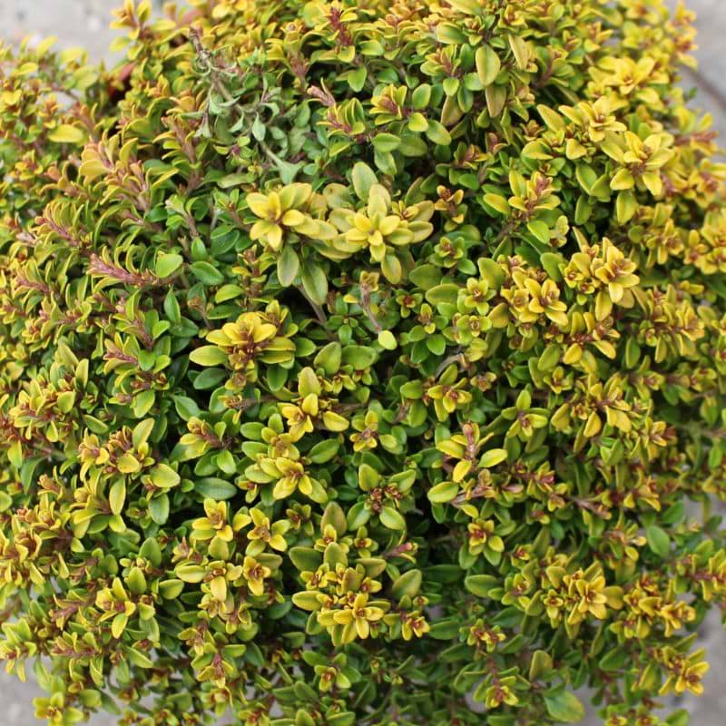 Citrontimian (Thymis citriodorus 'Archers Gold') 