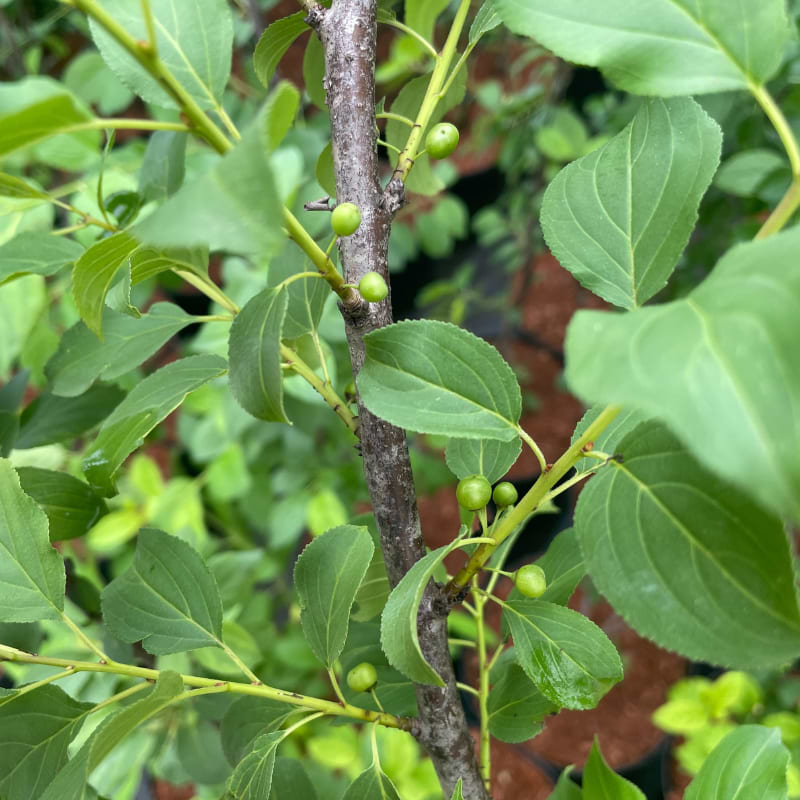 Vrietorn (Rhamnus Cathartica)