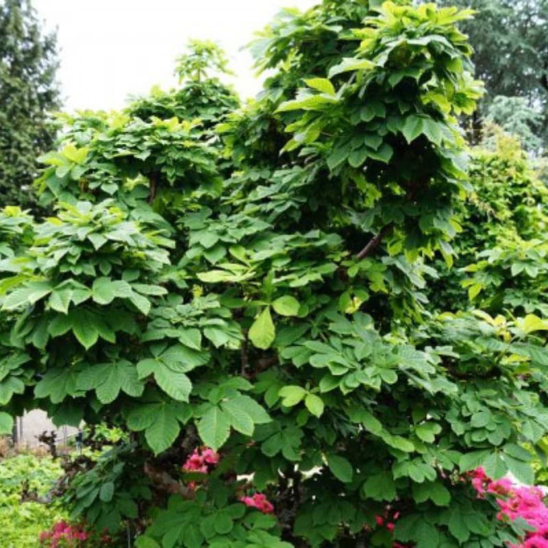 Monsterkastanie (Aesculus hip. 'Monstrosa') Opstammet 50 cm