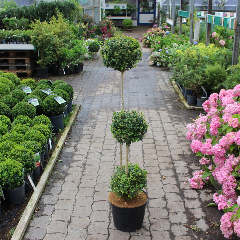 buxus bullata