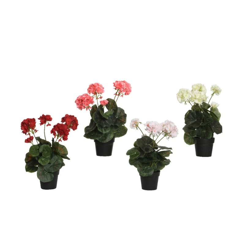 Pelargonie i potte