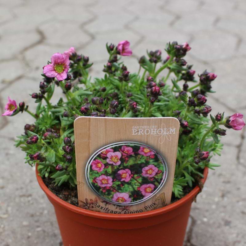 Alpino pink