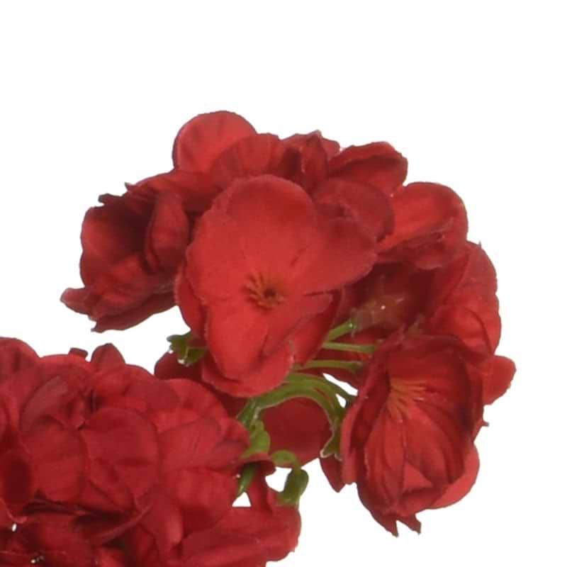 Pelargonie rød