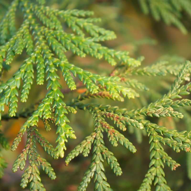 Kæmpethuja (Thuja plicata 'Atrovirens') Flere varianter