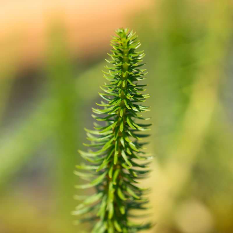 Vandspir (Hippuris vulgaris)