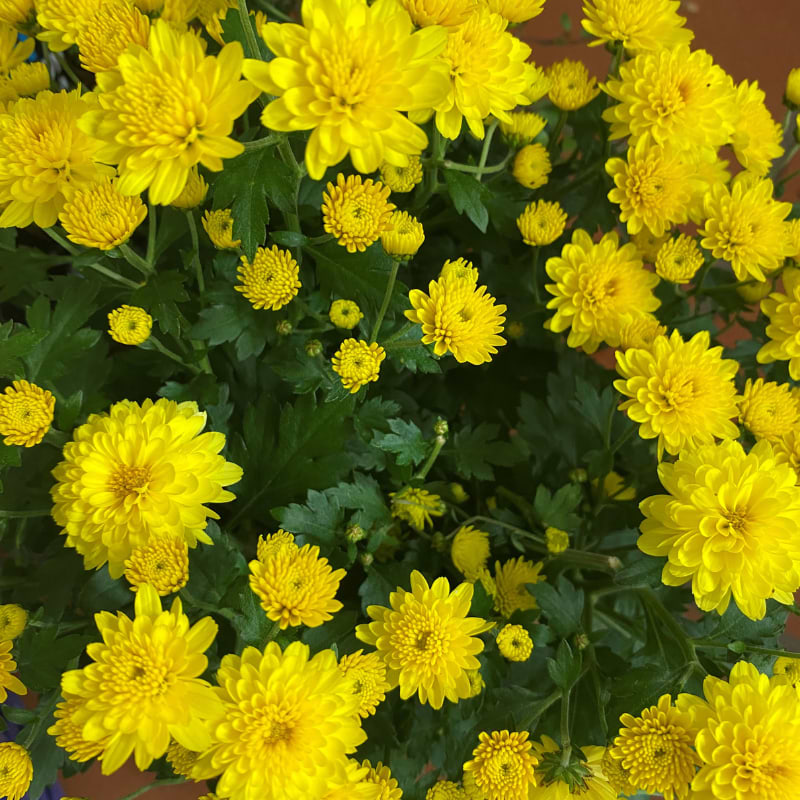 gul chrysanthemum
