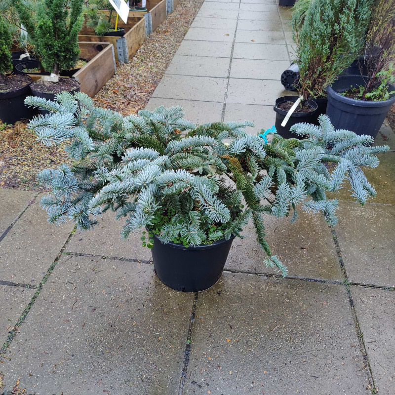 SØLVGRAN (ABIES PROCERA 'GLAUCA PROSTRATA')