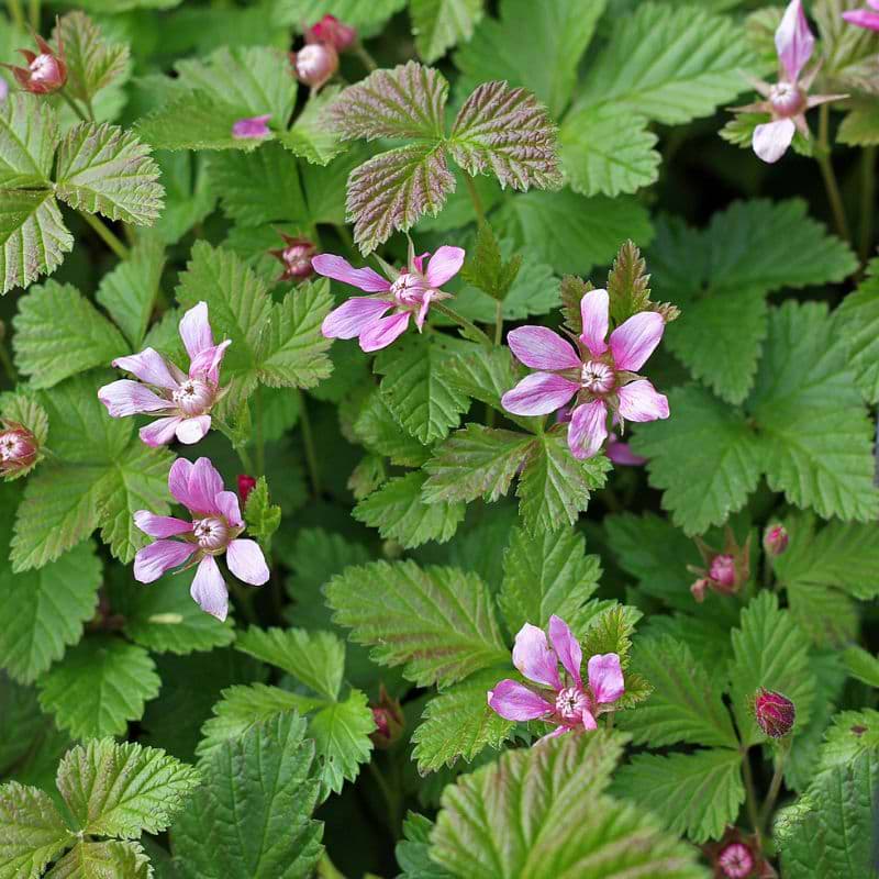 Bjørnebær/Alleåkerbær (Rubus x stellarcticus 'Anna') 