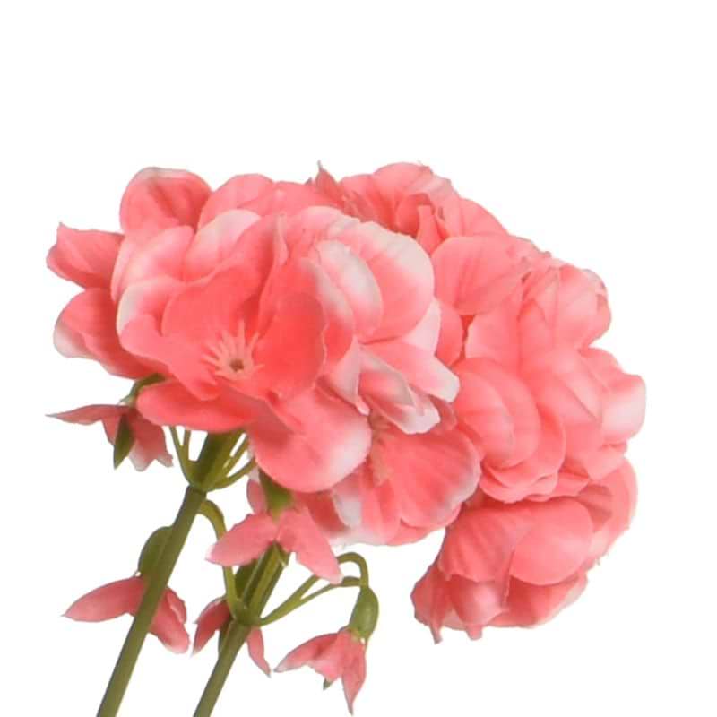 Pelargonie pink