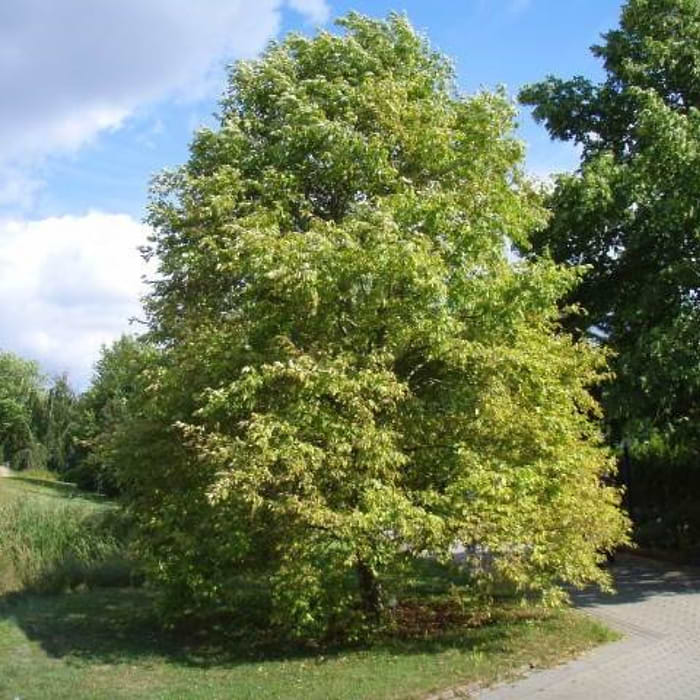 Gul rødel (Alnus glutinosa 'Aurea') 120-160 cm