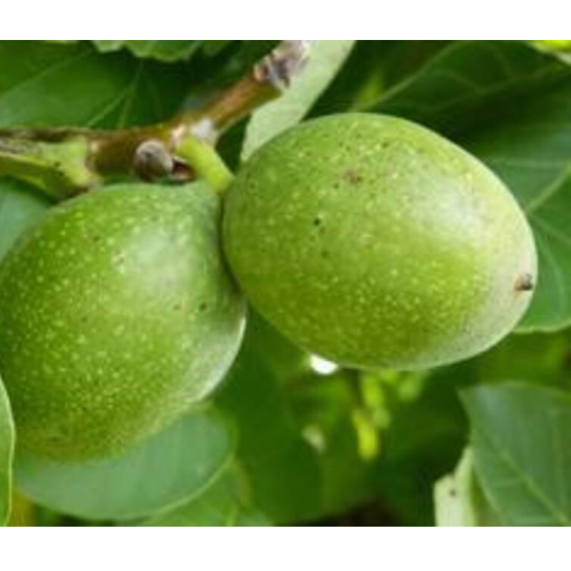 Hjertenød (Juglans ail. cor. 'Grimo Manshurian') 60-80 cm
