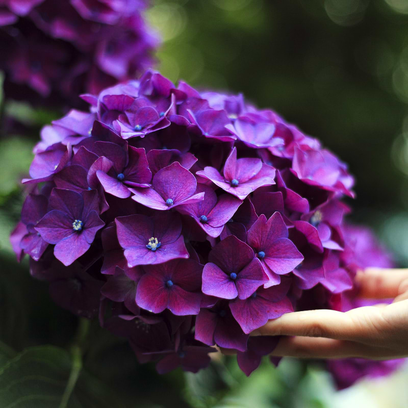 Hortensia deep purple dance