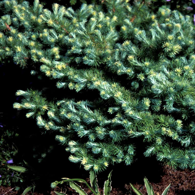 Japansk Lærk (Larix kaempferi 'Blue Dwarf')