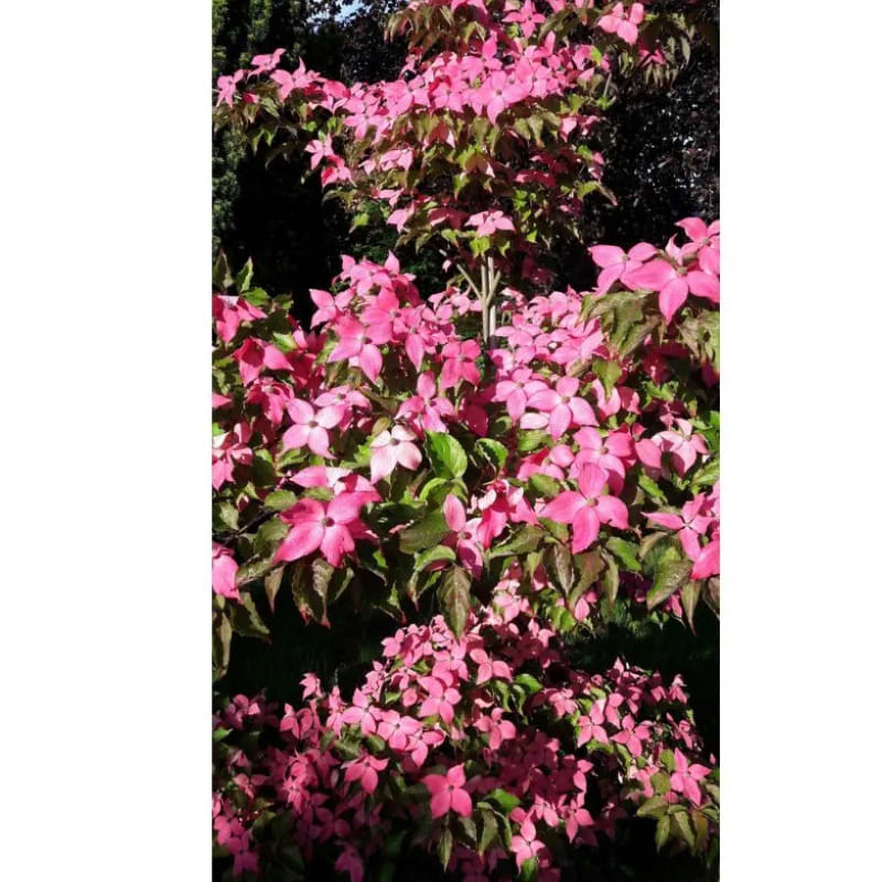 Cornus kousa 'Scarlet Fire' - flere varianter