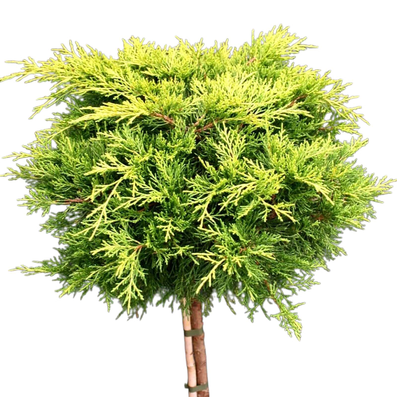 Enebær (Juniperus pfitzeriana 'Golden Joy') 80 cm opstammet