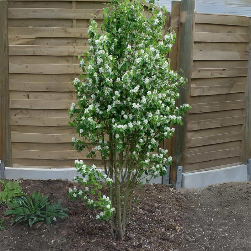 Søjle bærmispel (Amelanchier aln. 'Obelisk') 80-120 cm