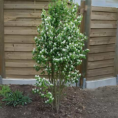 Søjle bærmispel (Amelanchier alnifolia 'Obelisk') 160-200 cm