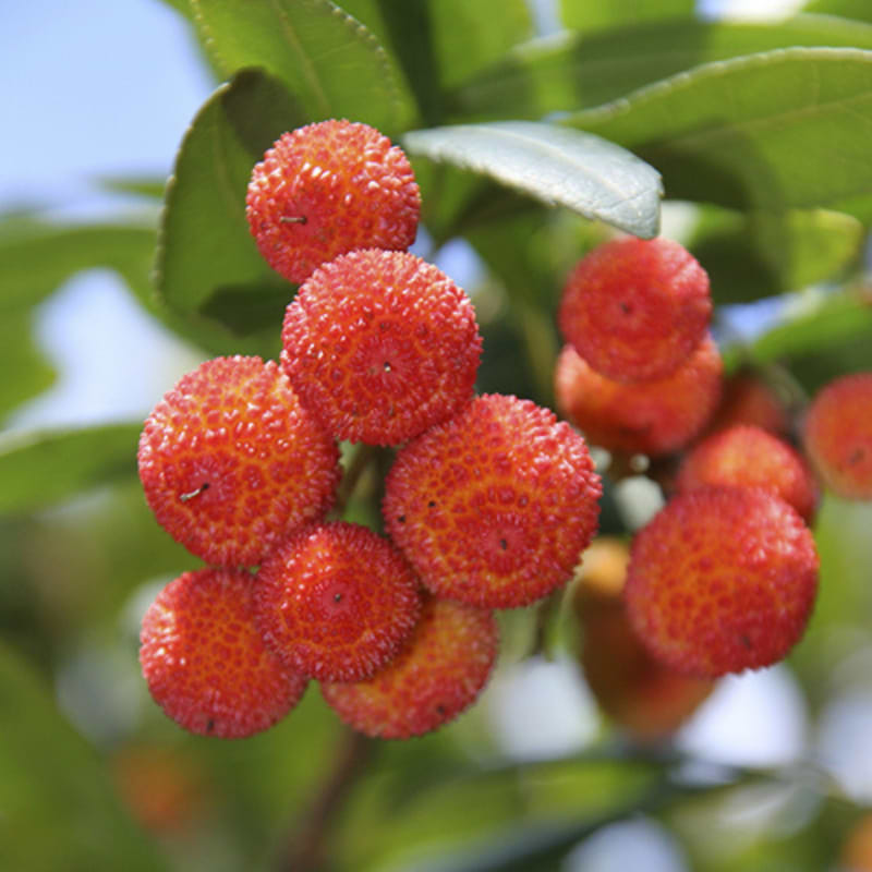 Dværg Jordbærtræ (Arbutus unedo 'Compacta') Opstammet 50 cm