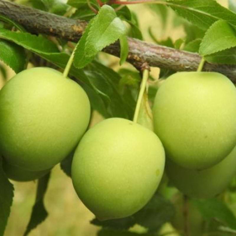 Blommetræ (Prunus domestica 'Ontario')