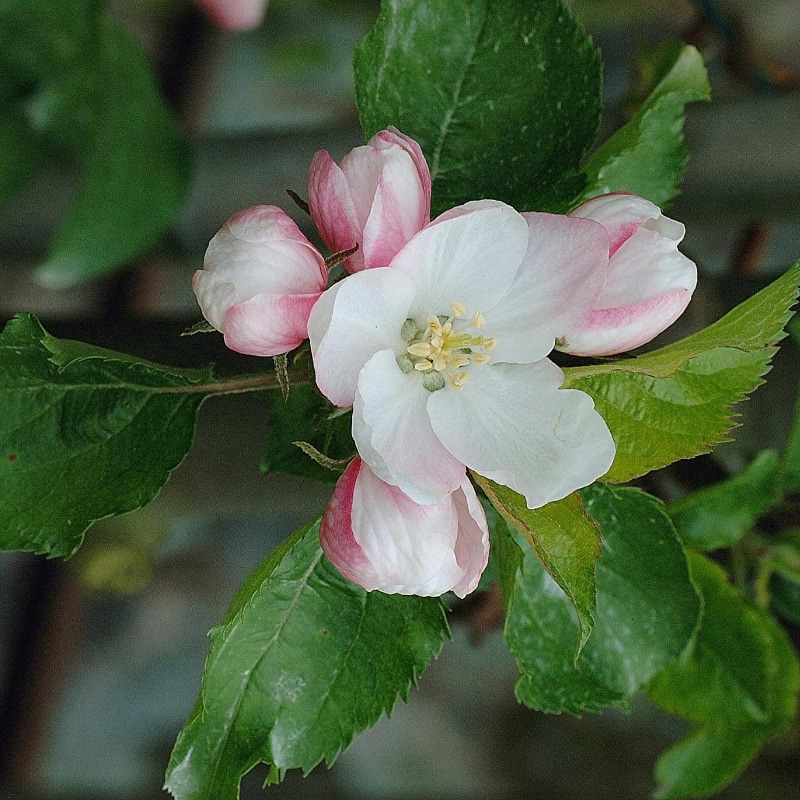 Barrods grundstamme æble M7 (Malus domestica)