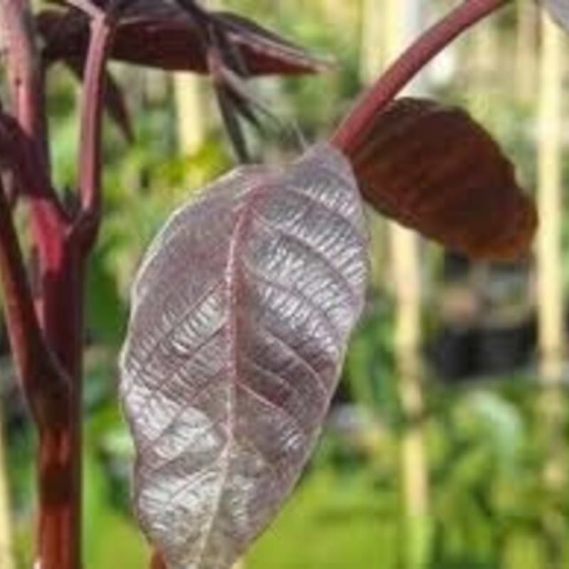 Valnød (Juglans regia 'Purpurea') - Flere varianter