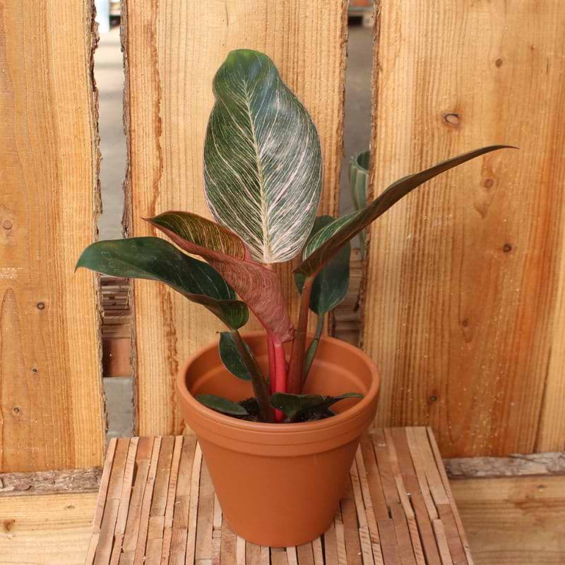 Filodendron (Philodendron 'Pink Bikini')
