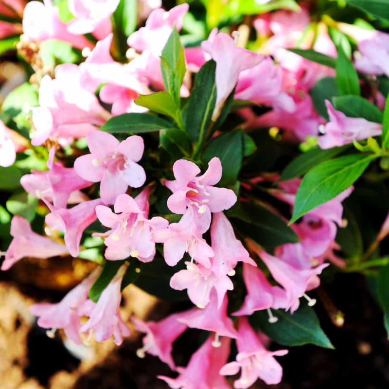 Klokkebusk (Weigela florida 'Pink Poppet')
