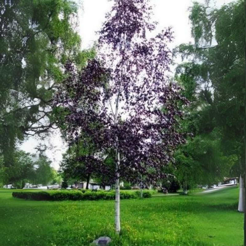 Rødbirk (Betula pendula 'Purpurea') Enstammet 200-250 cm