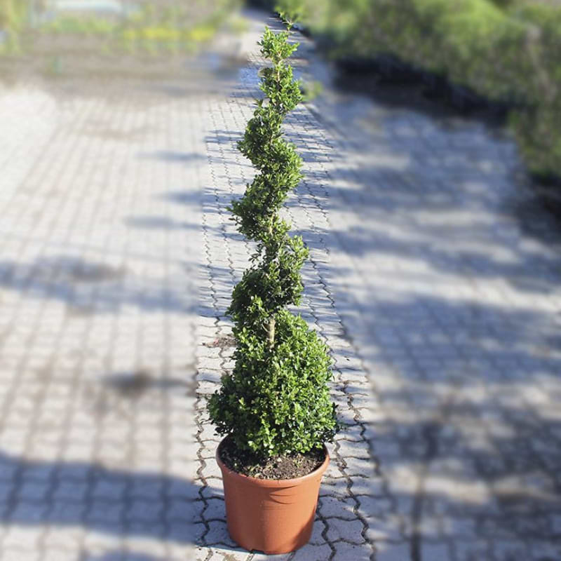 Buksbom spiralformet