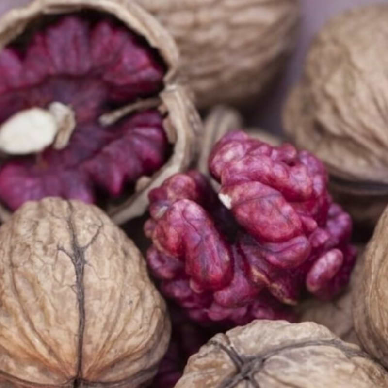 Valnød (Juglans regia 'Redman') 100-150 cm