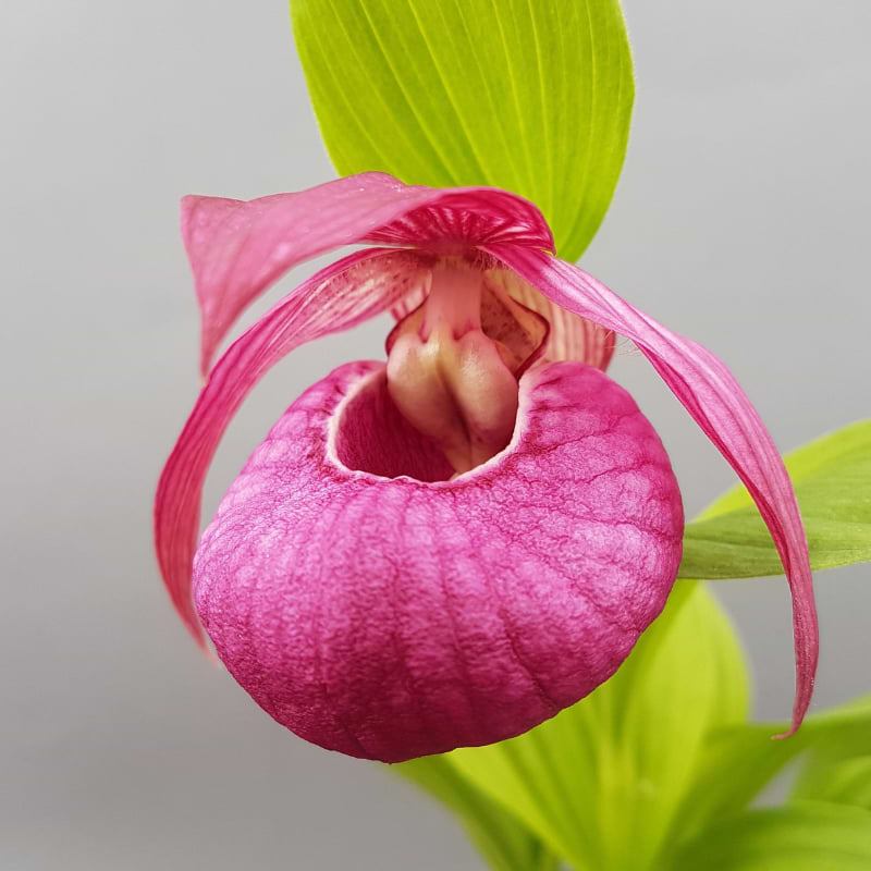 Haveorkidé - (Cypripedium 'John Haggar') XL