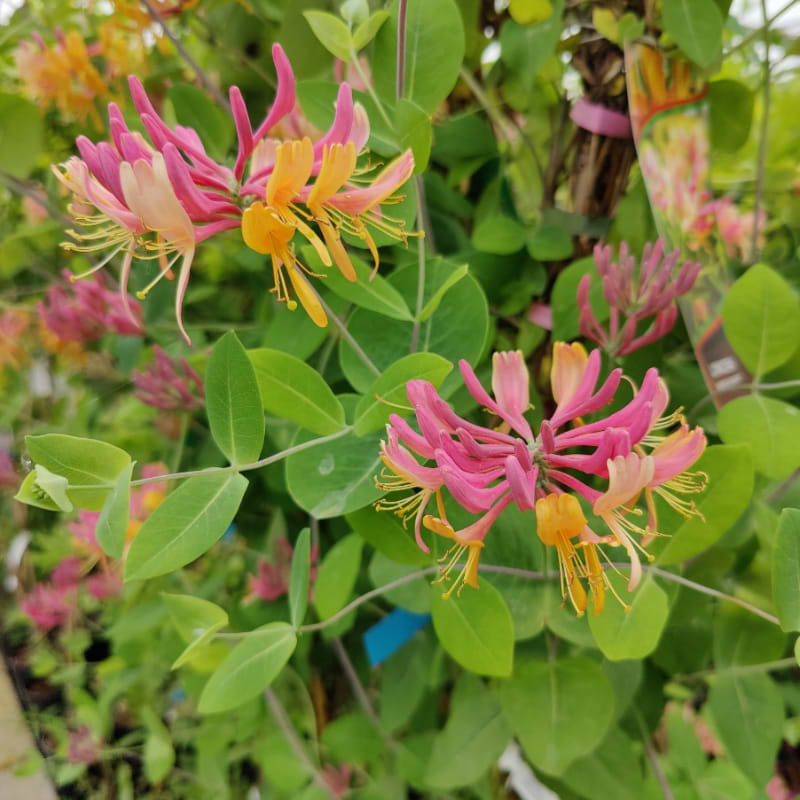 Kaprifolie (Lonicera heckrottii 'American Beauty')