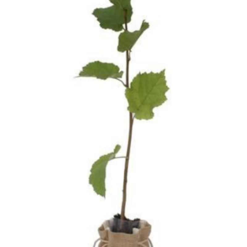 Hassel (Corylus 'Fercoril') 100-150 cm