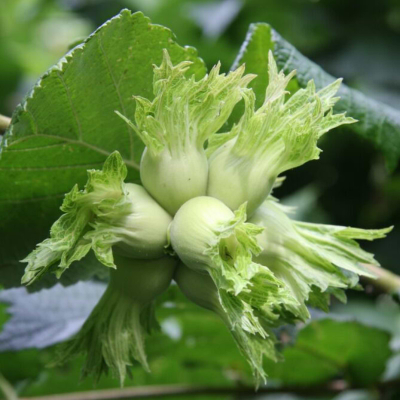 Hybrid Hassel (Corylus ×colurnoides 'Chinoka') 40-80 cm