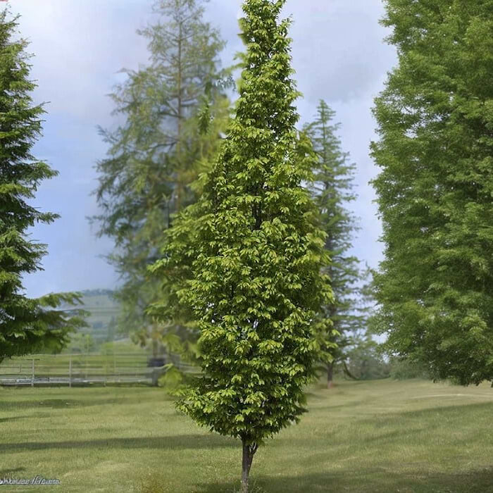 Søjleformet avnbøg (Carpinus betulus ´Frans Fontaine´) 250-300 cm