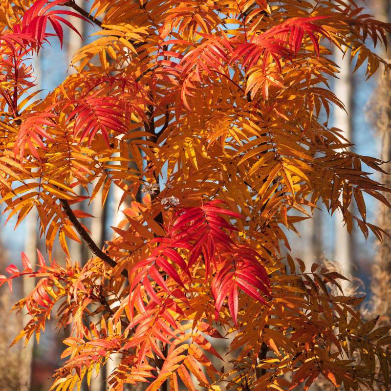 Røn (Sorbus Commixta 'Ravensbill') Flerstammet 30-50 cm