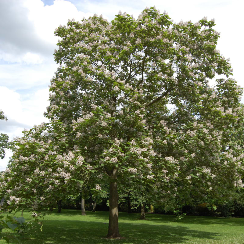 Trompetkrone (Catalpa x erubescens 'Purpurea') Enstammet - Flere varianter