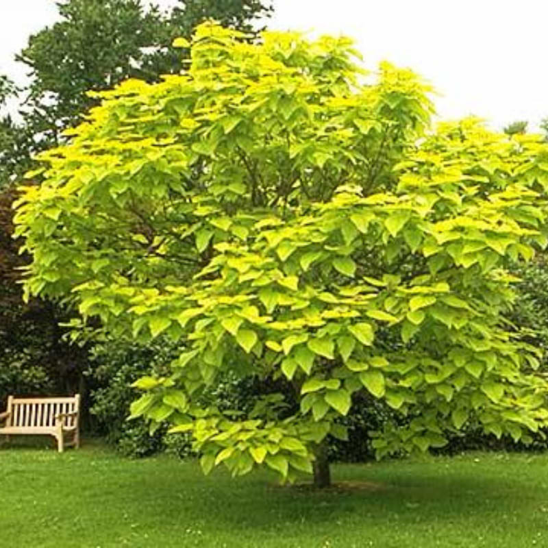 Trompetkrone (Catalpa bignonioides 'Aurea') 160-200 cm 