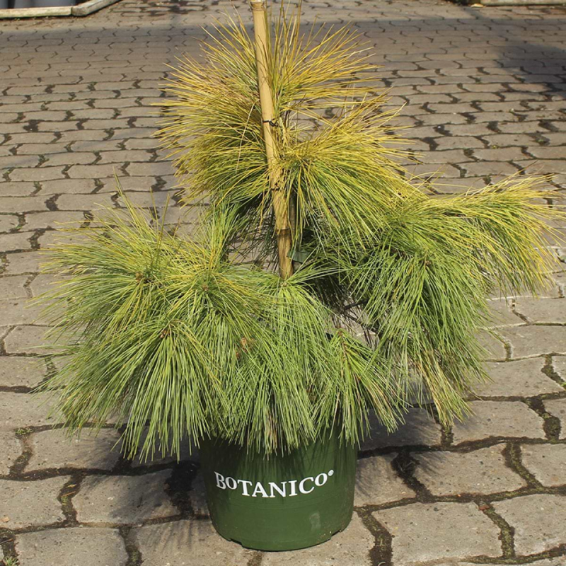 Weymouthfyr (Pinus strobus 'Louie') - flere varianter