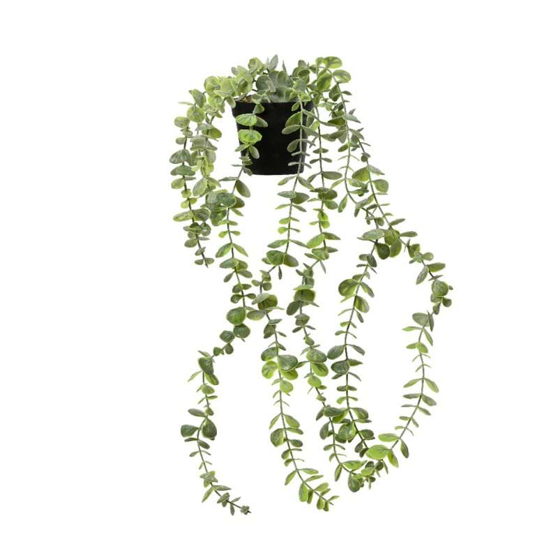 Eucalyptus i potte