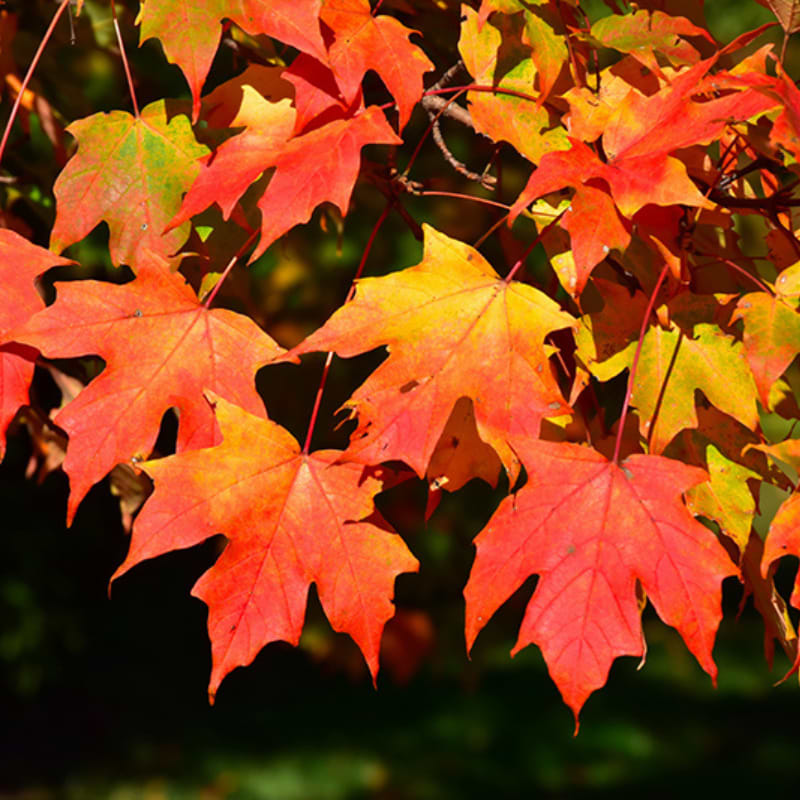 Sukkerløn (Acer saccharum) 80 - 120 cm
