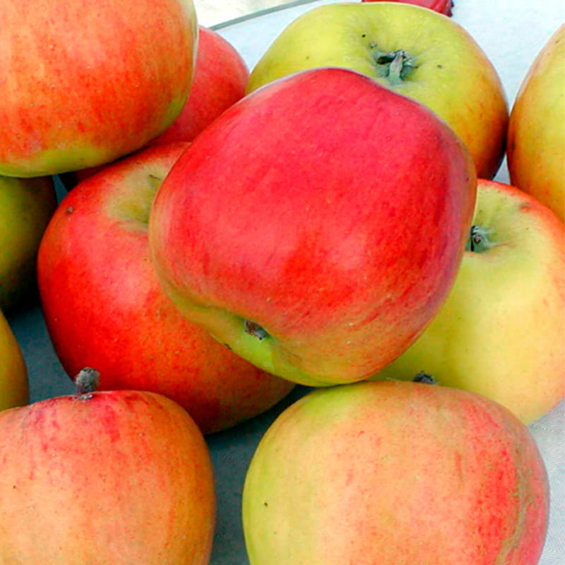 Malus domestica 'Maglemer Stribling'
