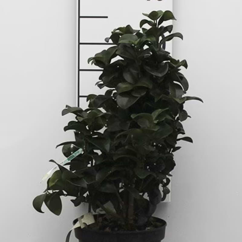 Liguster (Ligustrum japonicum 'Rotundifolium') - flere varianter
