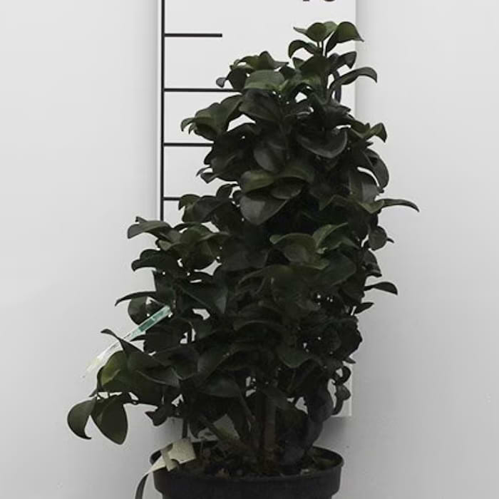 Liguster (Ligustrum japonicum 'Rotundifolium') - flere varianter