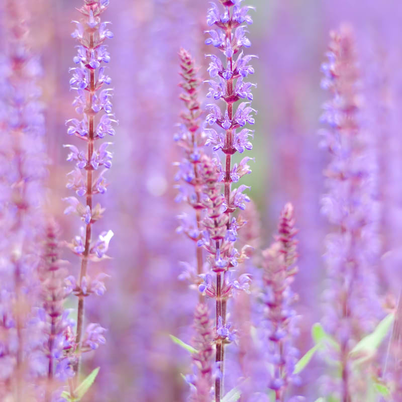 Staudesalvie (Salvia nemorosa 'Caradonna Pink') 9 cm