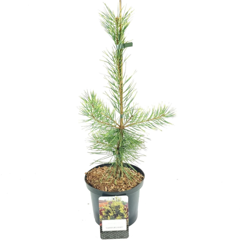 Skovfyr (Pinus sylvestris 'Candlelight') 30-40 cm