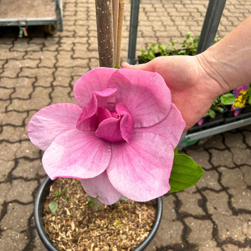 Pink Magnolia Jury