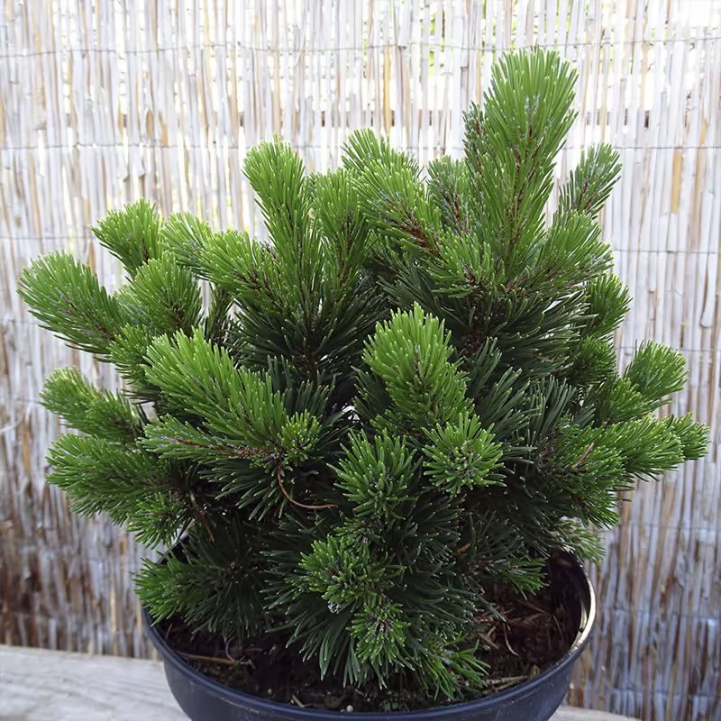 Dværgfyr (Pinus mugo 'Sherwood Compact') - Flere Varianter