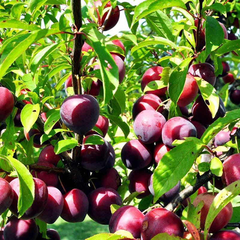 Mirabel Storfrugtet (Prunus cerasifera/salicina 'Unika') Flere varianter