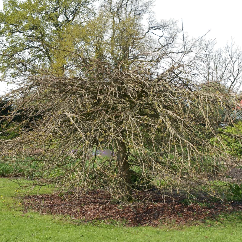 Virginsk ambratræ (Liquidambar styraciflua 'pendula') Opstammet 225 cm OH 10-12 cm